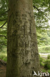 Beech (Fagus sylvatica)