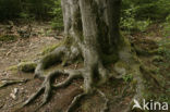 Beech (Fagus sylvatica)