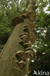 Beech (Fagus sylvatica)