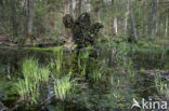 Bialowieza National Park