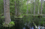 Bialowieza National Park