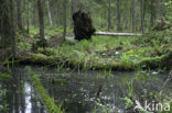 Bialowieza National Park