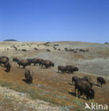 Buffalo (Bison bison) 