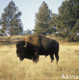 Buffalo (Bison bison) 