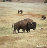 Buffalo (Bison bison) 