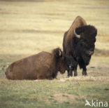 Buffalo (Bison bison) 