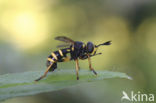 thick-headed fly (Conops flavipes)