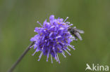 Blauwe knoop (Succisa pratensis) 