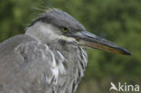 Blauwe Reiger (Ardea cinerea)