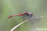 Bloedrode heidelibel (Sympetrum sanguineum)