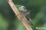 Bloedrode heidelibel (Sympetrum sanguineum)