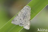 Bont schaapje (Acronicta aceris f. grisea)