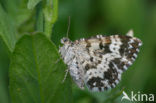 Small Argent and Sable (Epirrhoe tristata)