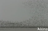 Bonte Strandloper (Calidris alpina)