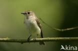 Bonte Vliegenvanger (Ficedula hypoleuca)