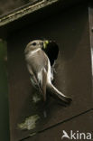 Bonte Vliegenvanger (Ficedula hypoleuca)