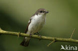 Bonte Vliegenvanger (Ficedula hypoleuca)