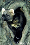Pine Marten (Martes martes)