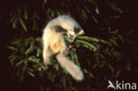 Pine Marten (Martes martes)