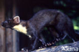 Pine Marten (Martes martes)
