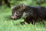 Pine Marten (Martes martes)