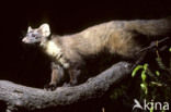 Pine Marten (Martes martes)