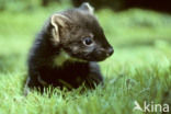 Pine Marten (Martes martes)