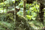 Pine Marten (Martes martes)