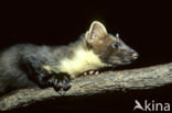 Pine Marten (Martes martes)
