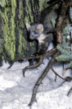 Pine Marten (Martes martes)