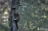 Pine Marten (Martes martes)