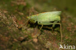 Oak Bush-cricket (Meconema thalassinum)