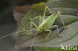 Oak Bush-cricket (Meconema thalassinum)