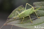 Oak Bush-cricket (Meconema thalassinum)