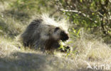 North American Porcupine (Erethizon dorsatum)