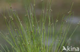 Bristle Club-rush (Isolepis setacea)