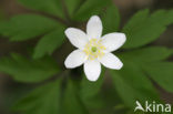 Bosanemoon (Anemone nemorosa)