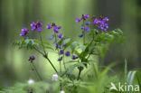 Boslathyrus (Lathyrus sylvestris)