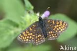 Bosparelmoervlinder (Melitaea athalia) 