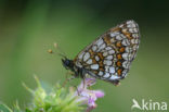 Heath Fritillary (Melitaea athalia)