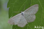 Bosspanner (Scopula immutata)