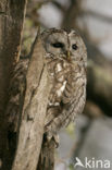 Tawny Owl (Strix aluco)