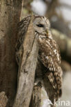 Bosuil (Strix aluco)