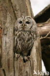 Tawny Owl (Strix aluco)