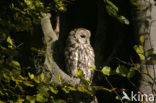 Tawny Owl (Strix aluco)