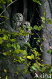 Tawny Owl (Strix aluco)