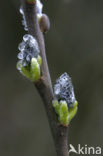 Boswilg (Salix caprea)