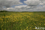 Buttercup (Ranunculus)