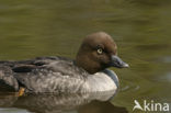 Common Goldeneye (Bucephala clangula)