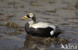 Spectacled Eider (Somateria fischeri)